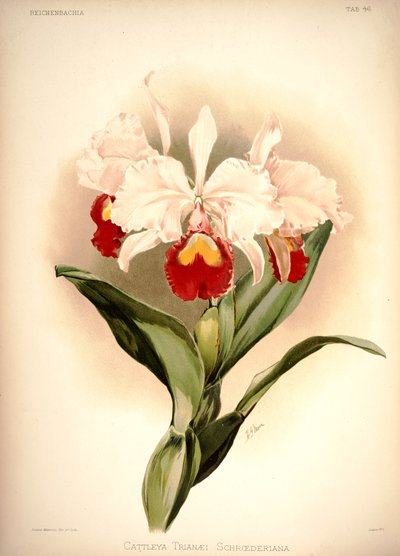 Cattleya trianae von London H. Sotheran and Co.
